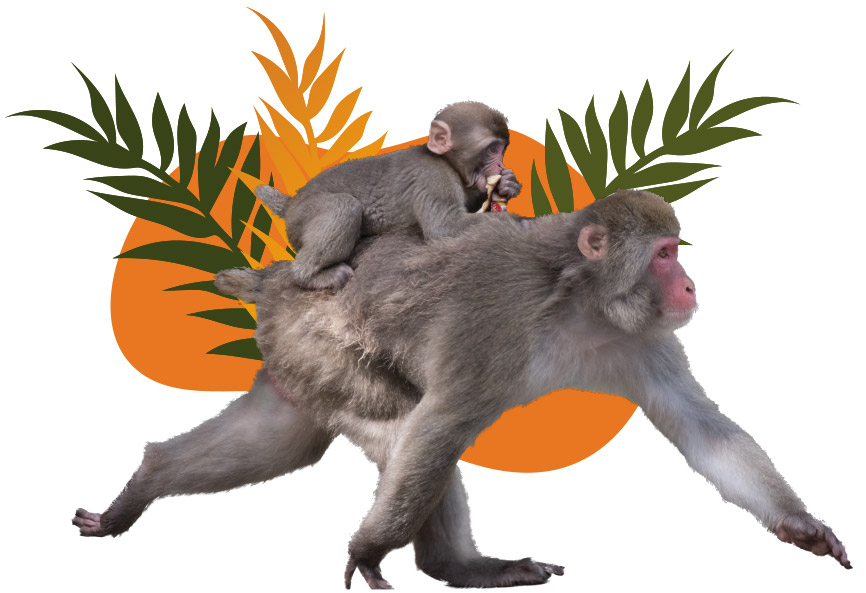 Monkeys Image