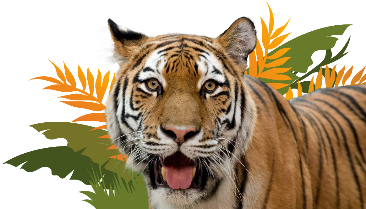 Tiger Zoo Pass Image