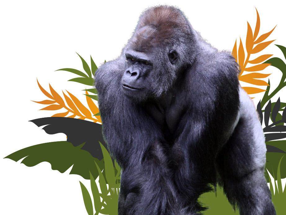 How We Support Intro Gorilla Image