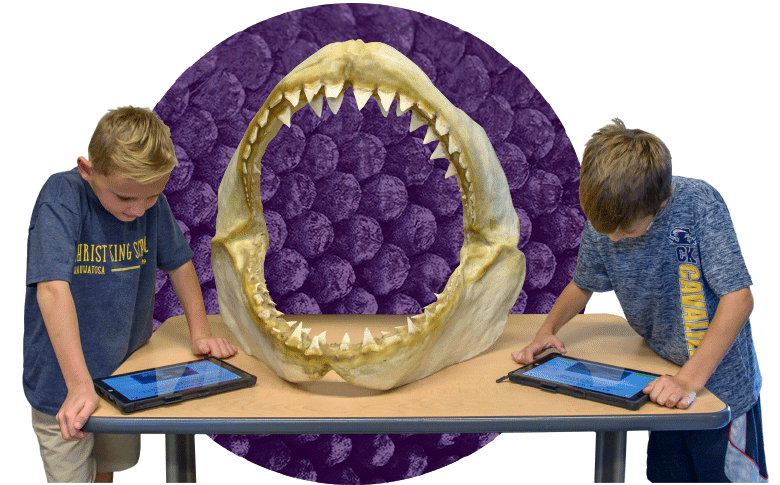 Purple Shark Skull Circle