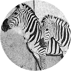Milwaukee Zoo News Archive Icon