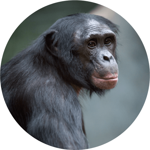 Picture Of Bonobo