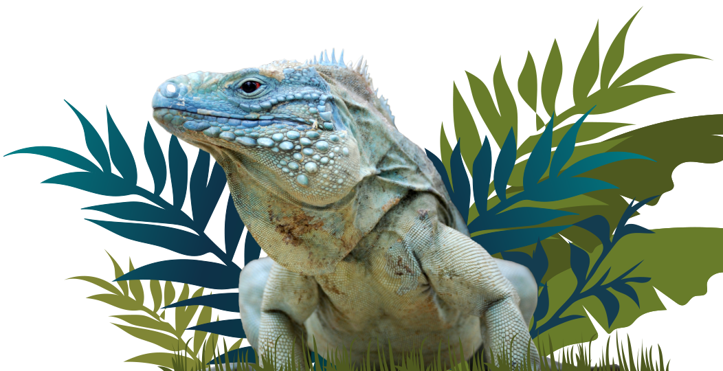 Iguana Conservation Intro