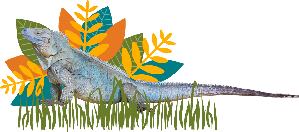 Iguana And Leaves Background