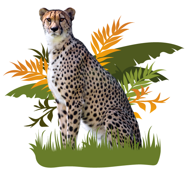 Cheetah Intro Image