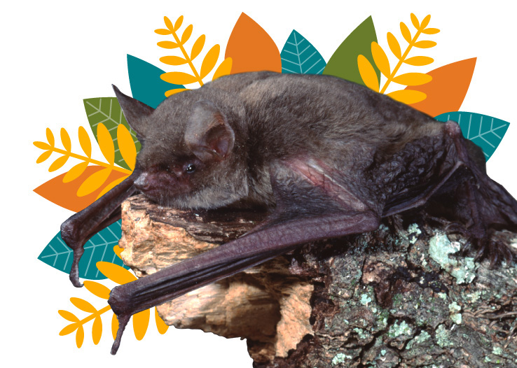 Conservation Bat Image