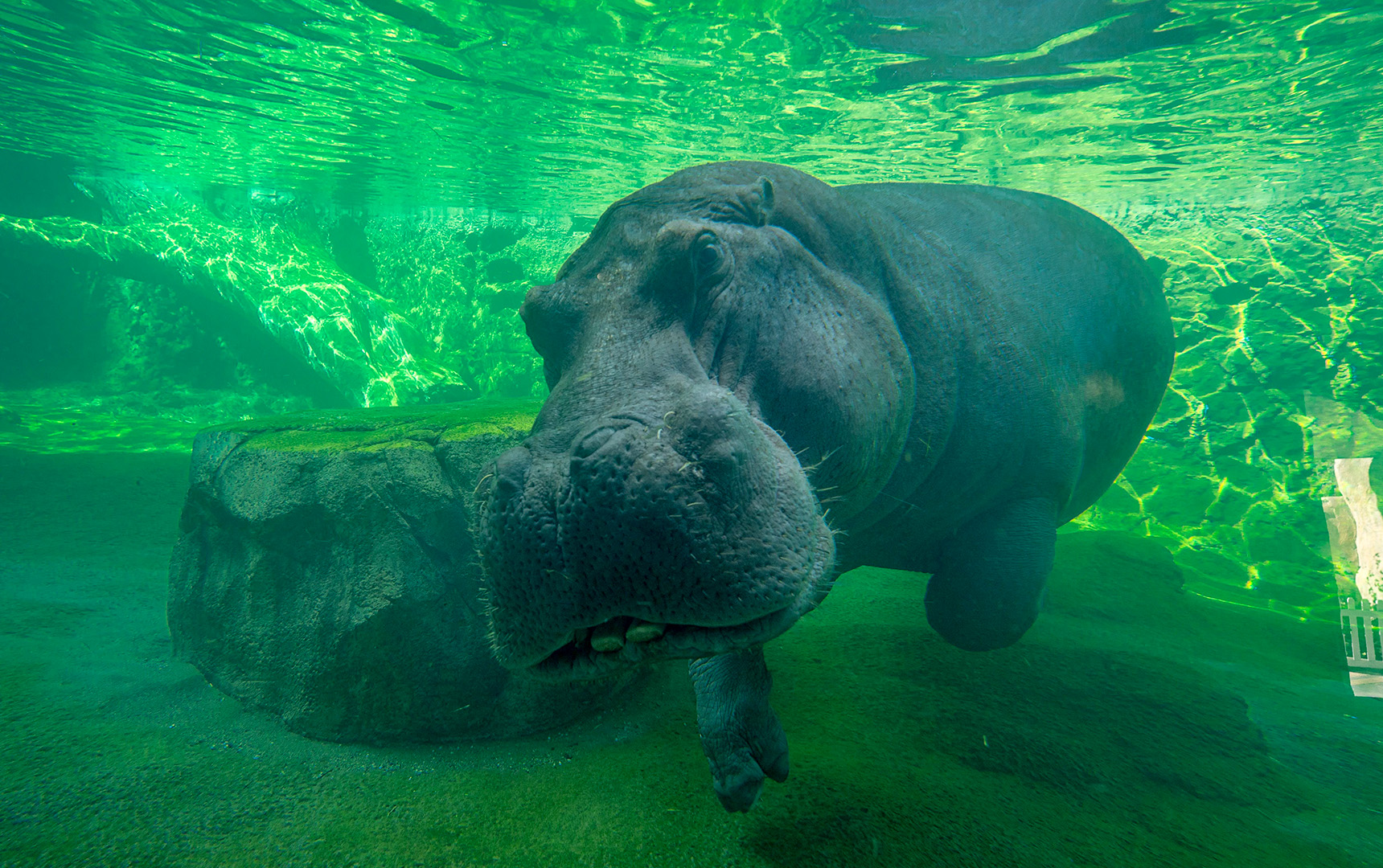 Hippo Happy