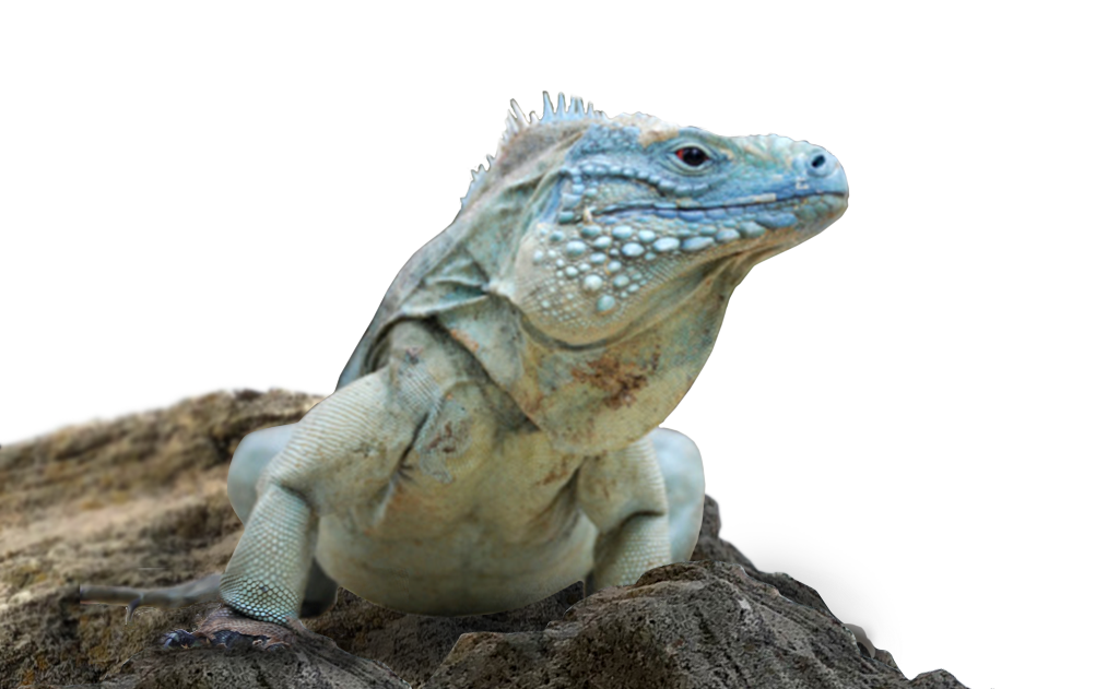 Conserve Iguana