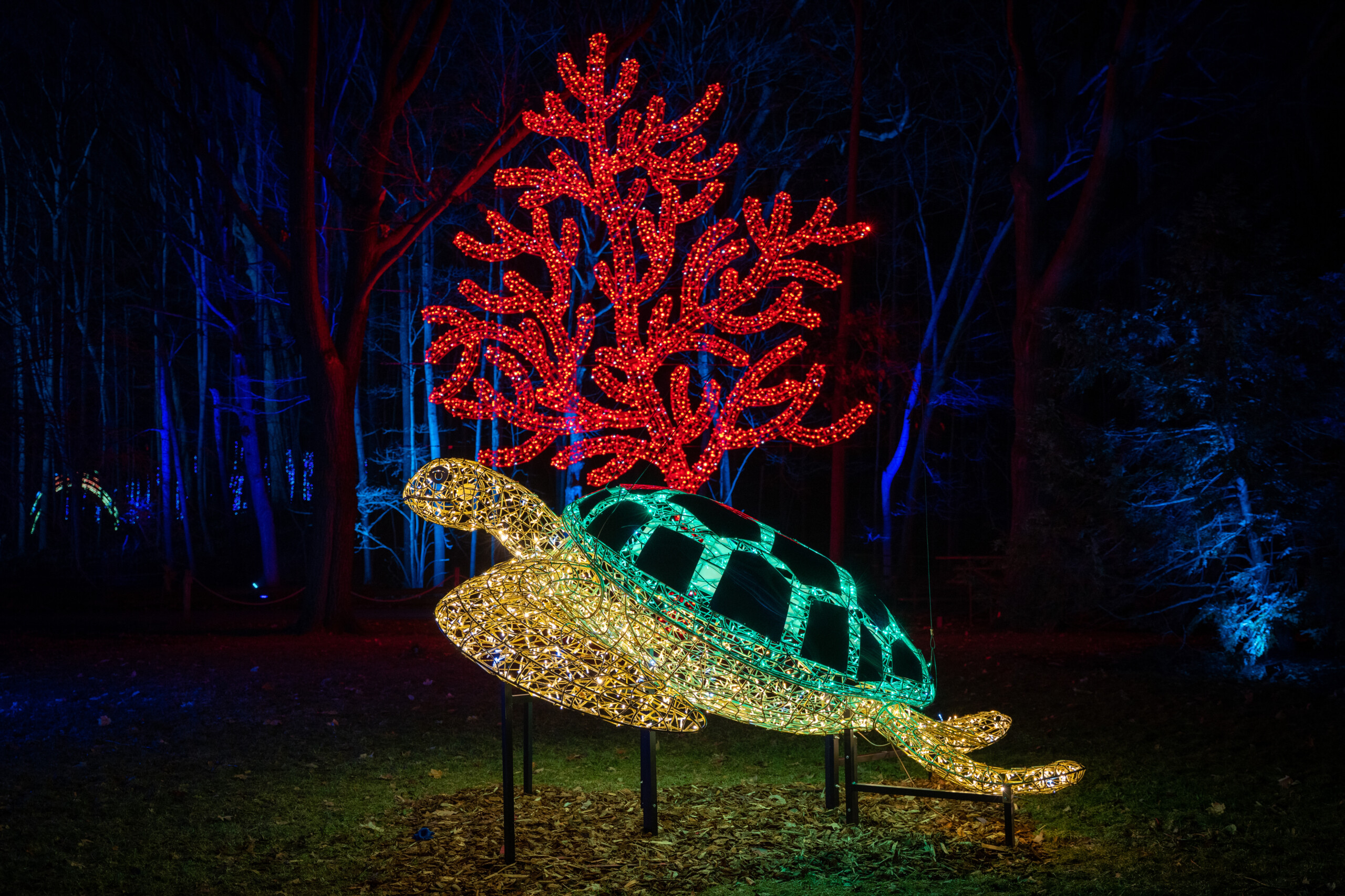 Sea turtle light display at Wild Lights