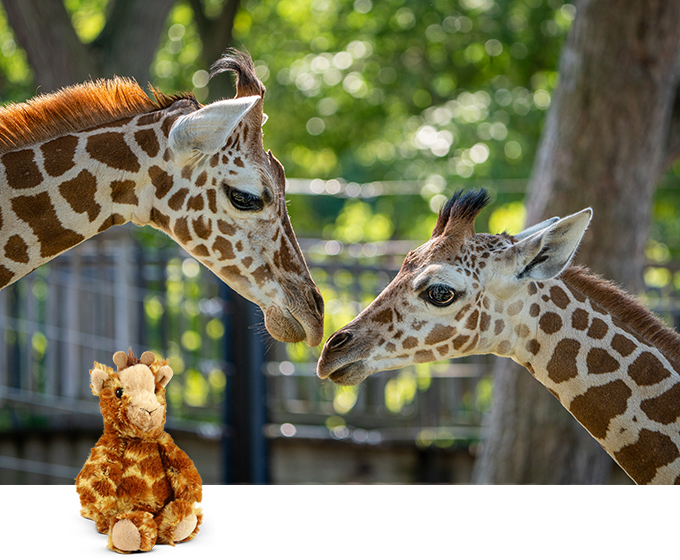 Giraffe Calves Asante And Poppy