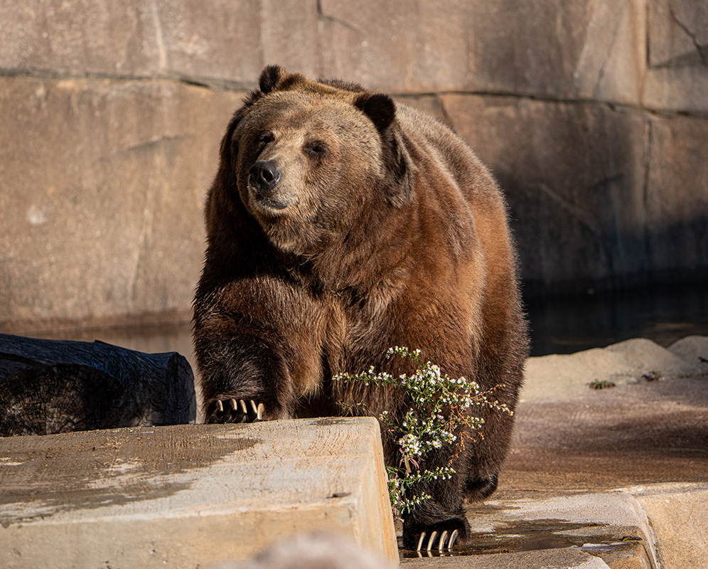 III. The Physical Characteristics of Brown Bear Habitats