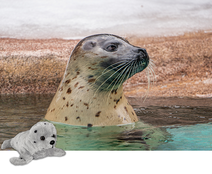 Sponsor An Animal Harbor Seal Lto