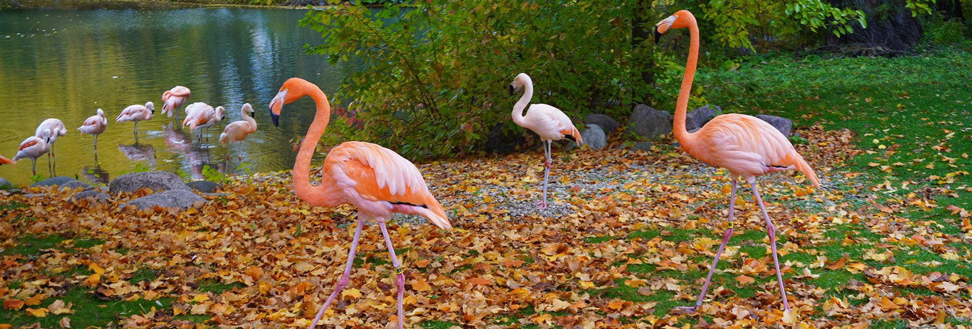 Flamingos In Fall