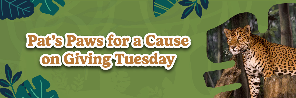 Pat'S Paws For A Cause On Giving Tuesday