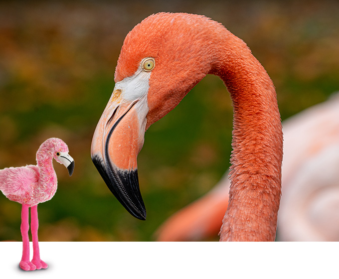 Sponsor An Animal Flamingo Lto